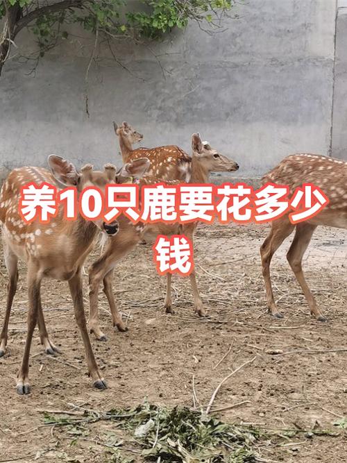 人工养鹿多少钱一只图标