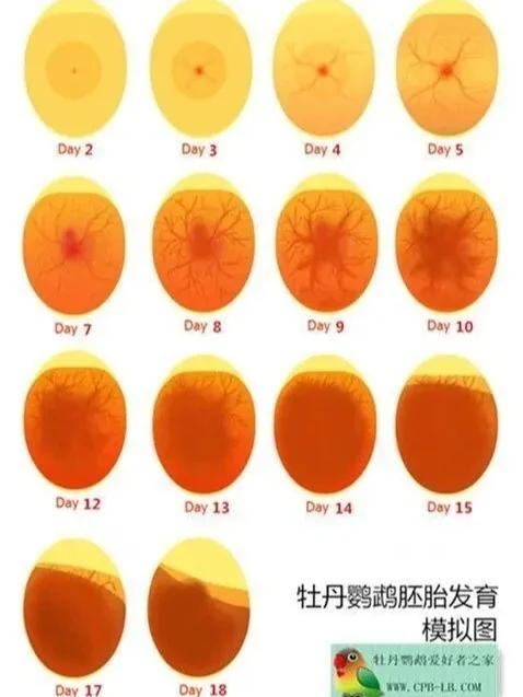 鹦鹉几个月开始下蛋