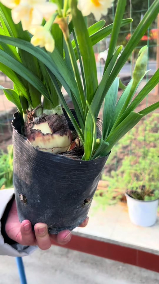 水仙花怎样种植视频