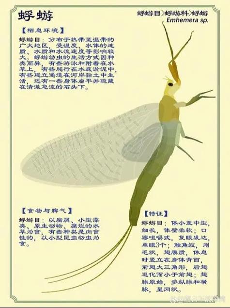 蜉蝣日记缩略图