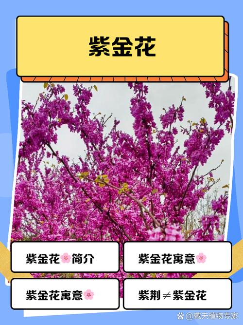 紫金花借款属于哪个系列