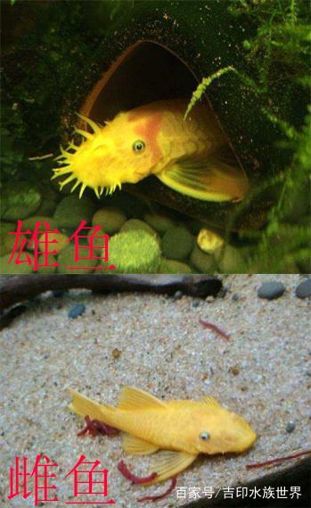 胡子鱼繁殖公母比例