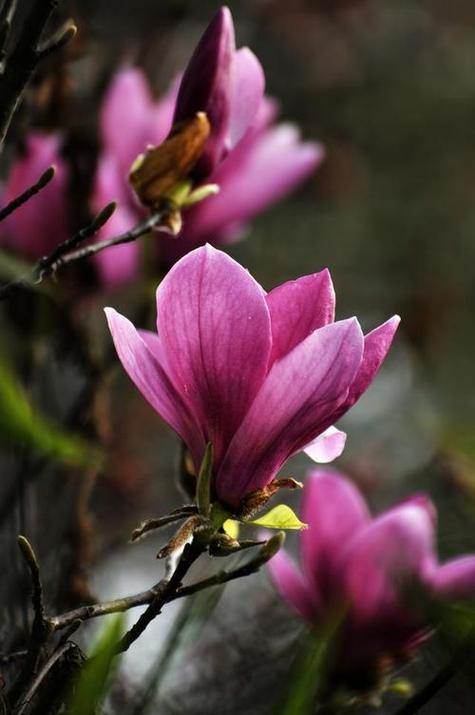 《木兰花》原文及翻译图标