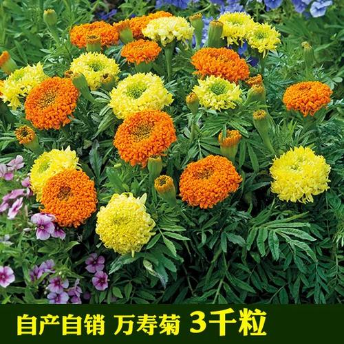 进口花种子进货渠道
