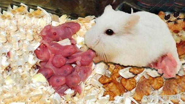 母仓鼠怀孕到生产要多久
