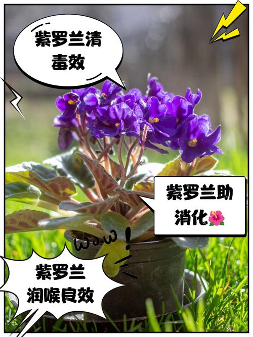 紫罗兰的风水作用