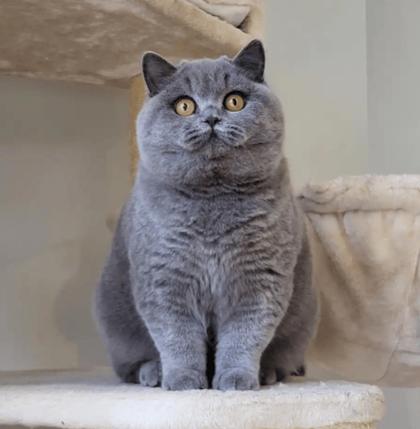 英短渐层猫怎么看品相