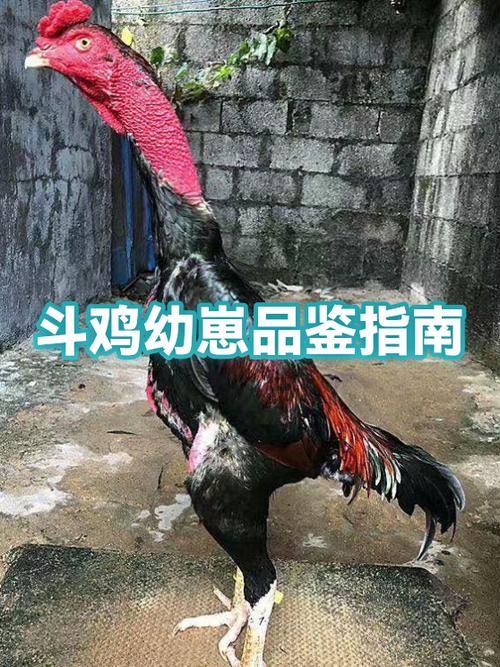 斗鸡喂什么食物体力好