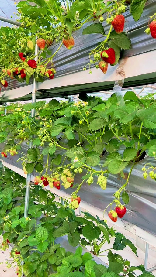 云南哪里产草莓最多