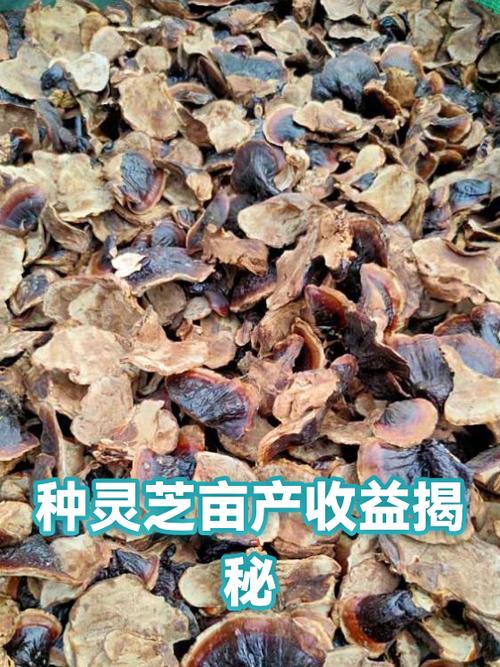 种植灵芝的成本和利润