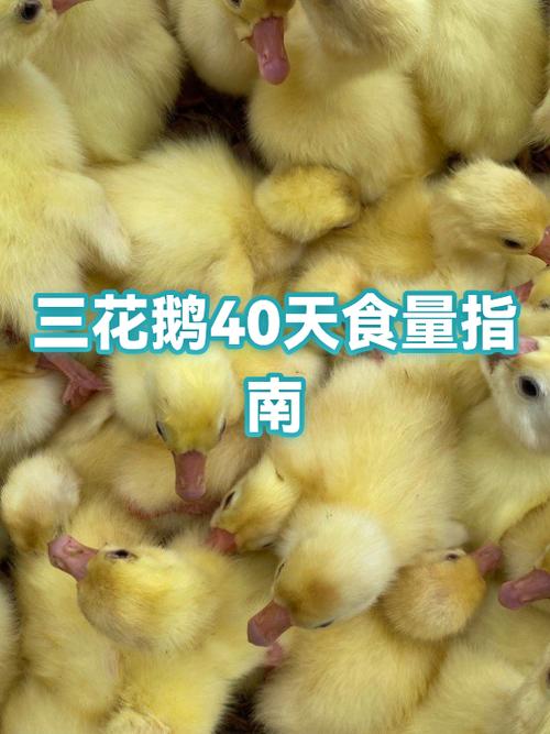 三花鹅品种介绍