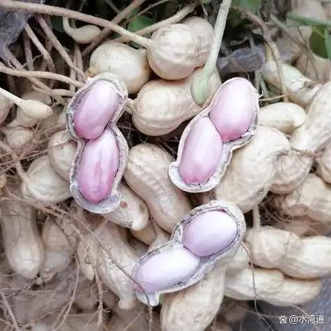 花生有哪些维生素