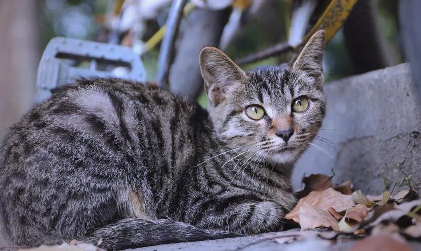 花猫画质5.0下载截图