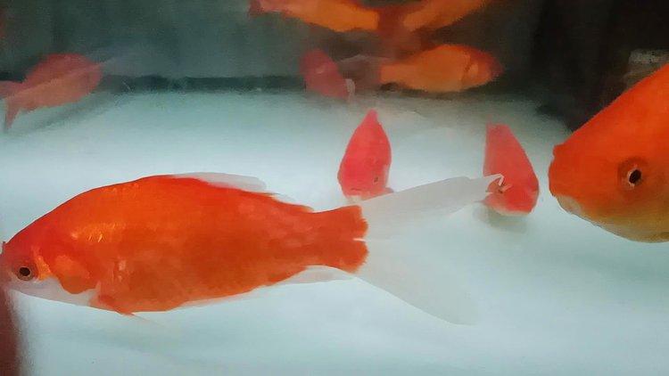 金鱼缩鳍能自愈吗