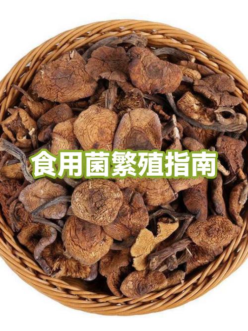 蘑菇怎么繁殖后代