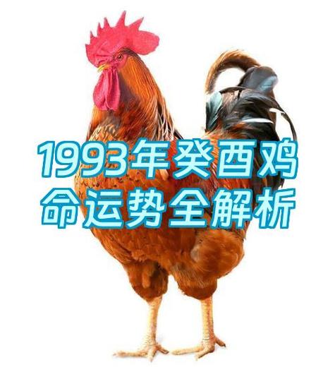 属鸡1993剑锋金命详解