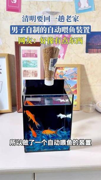 全自动喂鱼器第一名