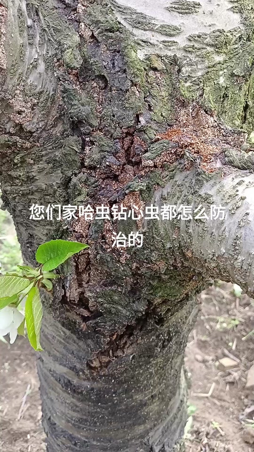 无花果树生钻心虫怎样治截图