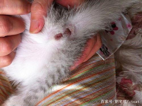 美短猫母猫还是公猫好