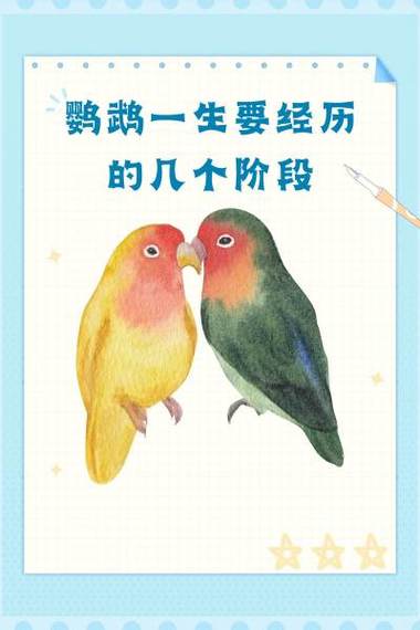 鹦鹉的记忆有多久