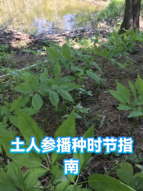 两界穿梭:我,悄悄收了人参