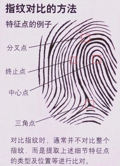 指纹最多保存多久