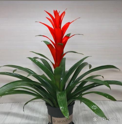 吉祥花是正规平台吗