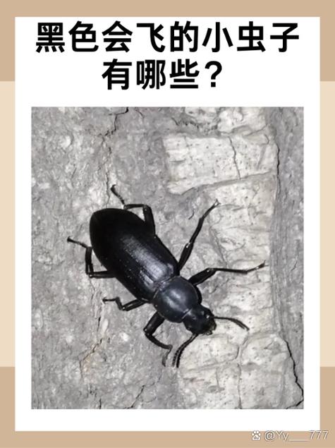 甲壳虫有哪些