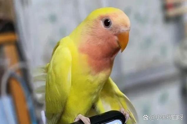 鹦鹉越养越凶不让摸