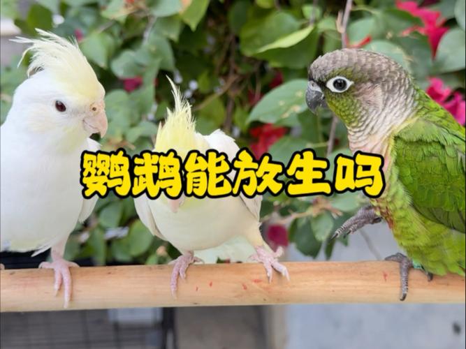 鹦鹉不想养了可以放生吗截图