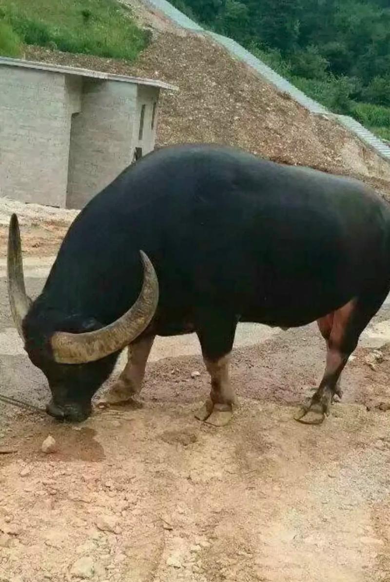 牛王红河一号