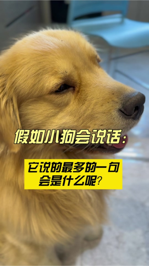 小狗说话