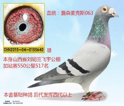 鸽子编号查询网赛鸽