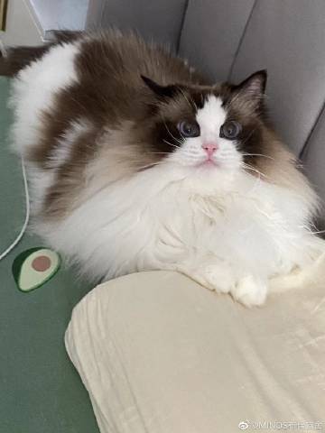 皮猴最新版本下载猫咪游戏截图
