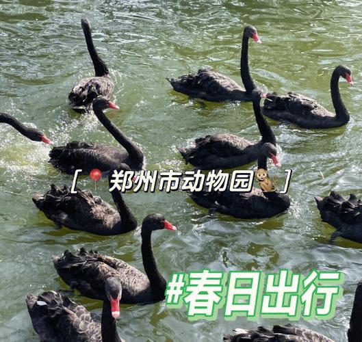 郑州动物园门票网上购票官网缩略图