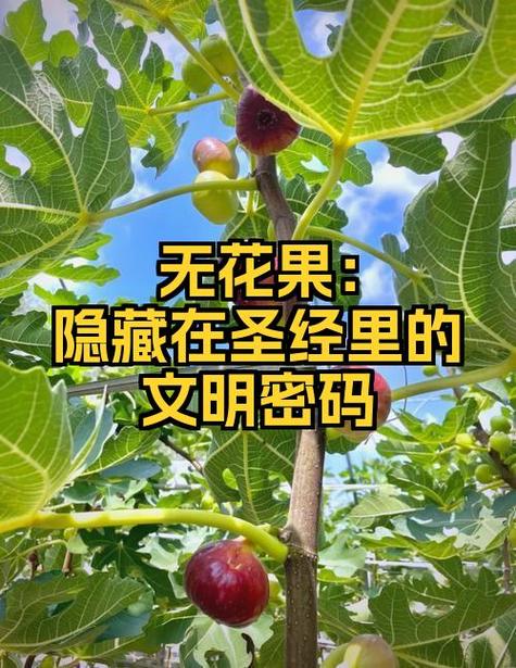 禁果在男女关系中的含义是什么