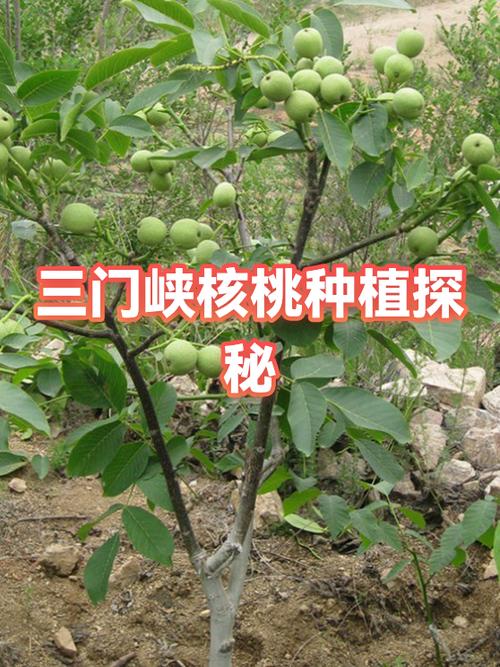核桃树种植条件和方法游戏截图