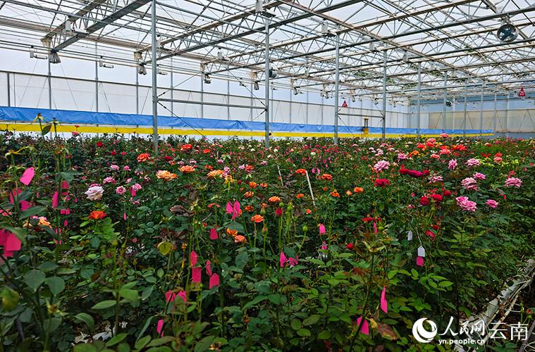 离我最近的花卉基地