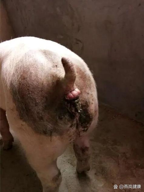 猪脱肛怎么弄