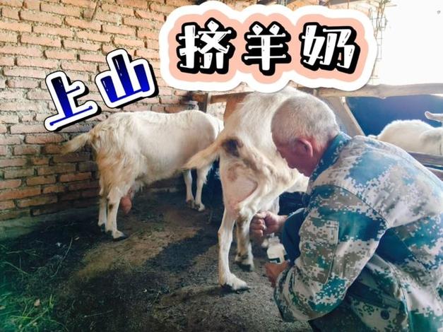 新挤的羊奶怎么处理截图