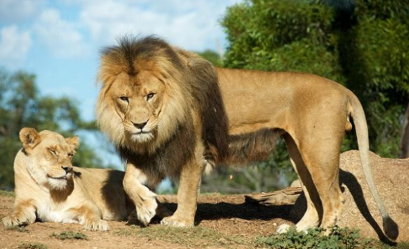 lion中文意思