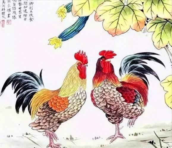 鸡会对人有感情吗