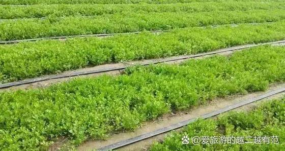 农业致富好项目