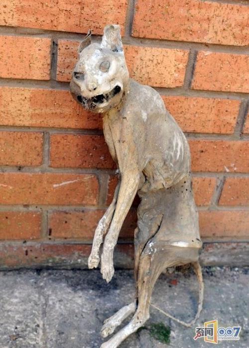 猫咪僵尸