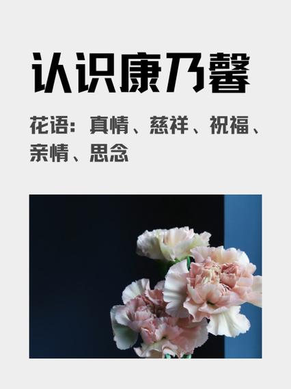 康乃馨特征简单概括截图
