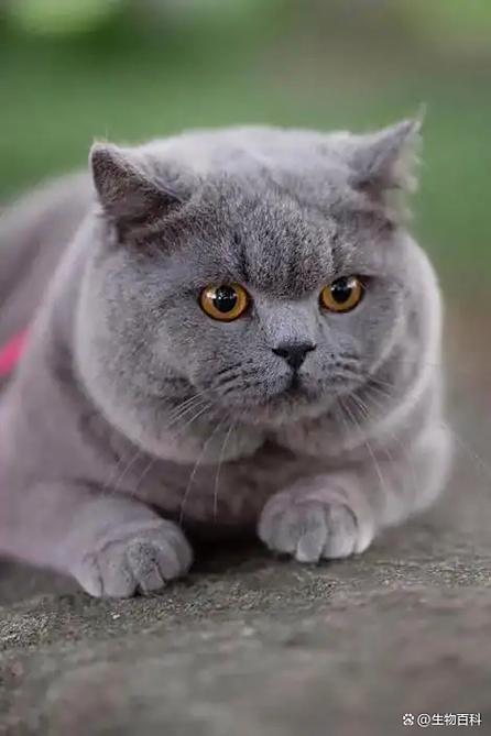蓝猫视频账号密码