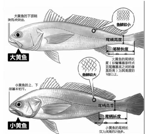 大黄鱼和小黄鱼哪个贵