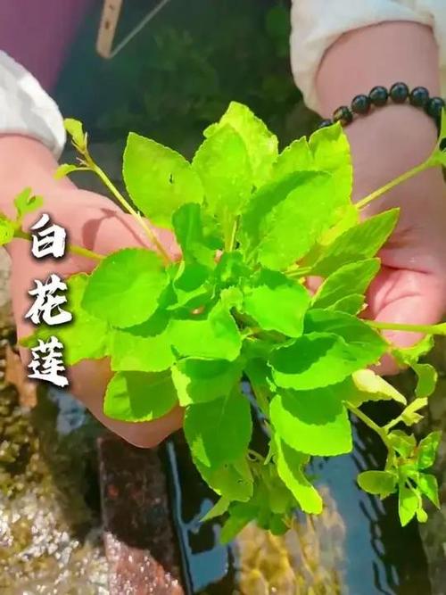 青莲草药材图片游戏截图