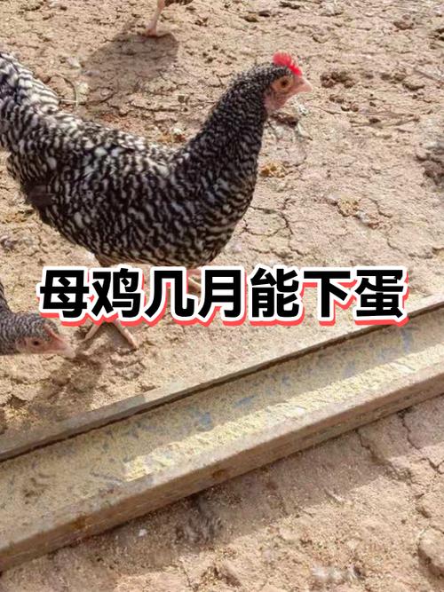 鸡几个月下蛋正常