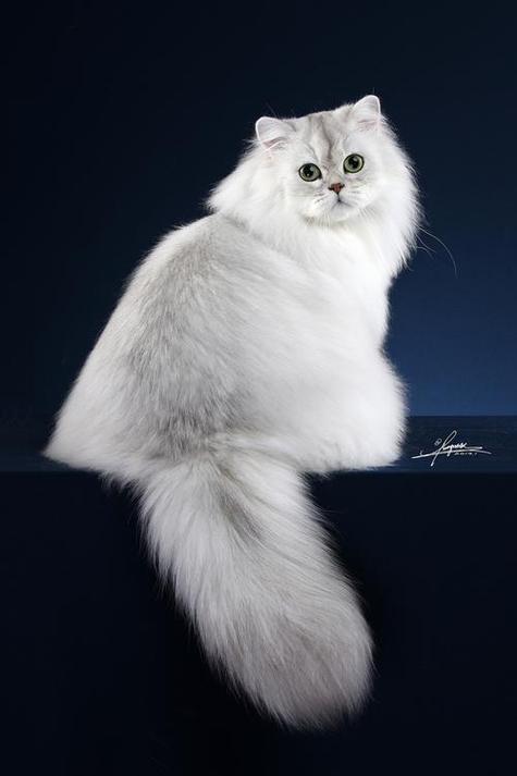 金吉拉猫的优缺点有哪些